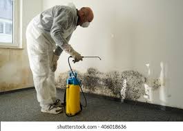 Why You Should Choose Our Mold Remediation Services in Appleton, WI